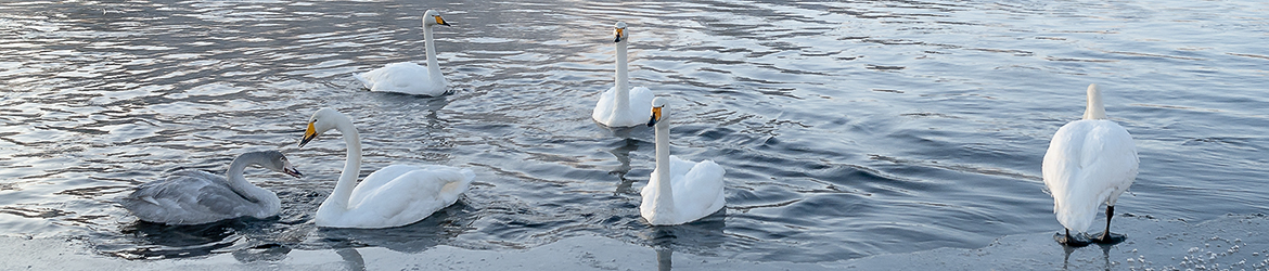 Lintuyhdistys Kuikka ry