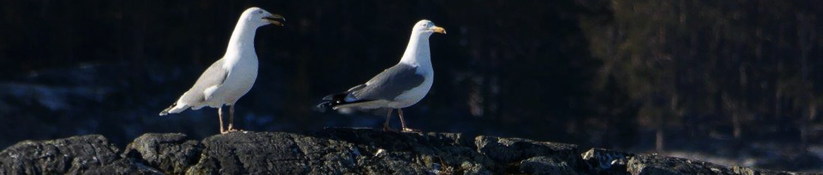 harmaalokki; Patrick Hublin