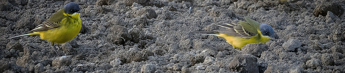 keltavästäräkki; Tero Pelkonen