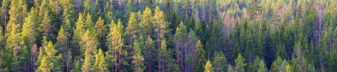 maisema; Tero Pelkonen