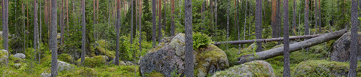 maisema; Tero Pelkonen