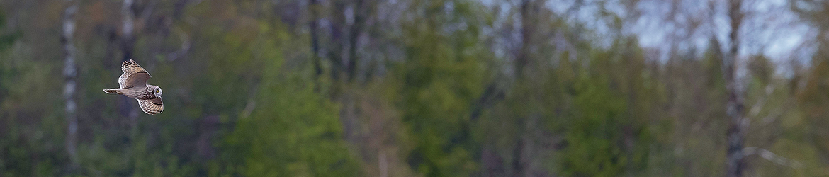 suopöllö; Tero Pelkonen