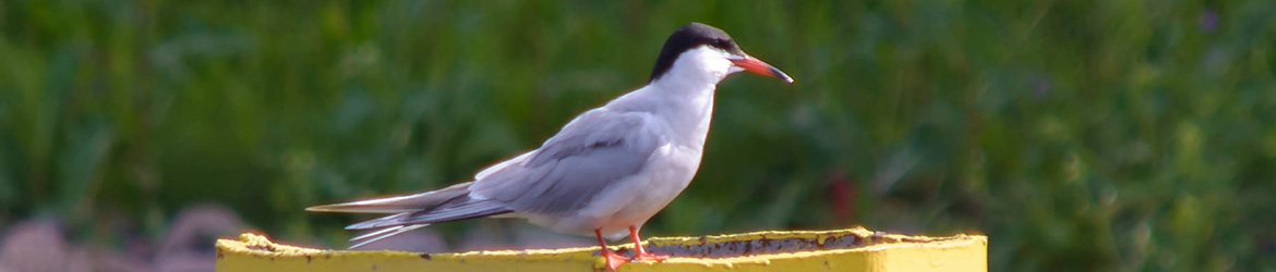 kalatiira; Aarne Hagman