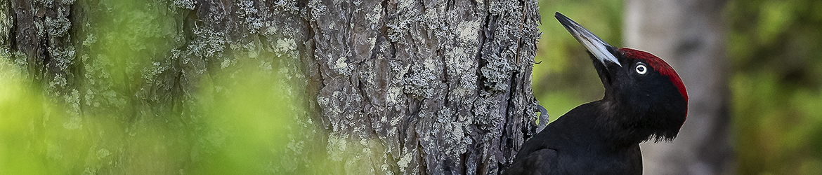 palokärki; Tero Pelkonen