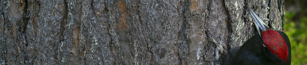 palokärki; Tero Pelkonen