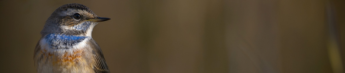 sinirinta 0; Ilkka Markkanen