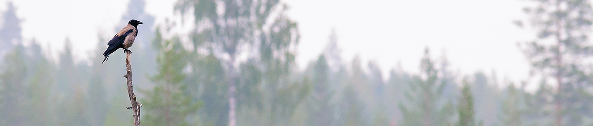 varis; Tero Pelkonen