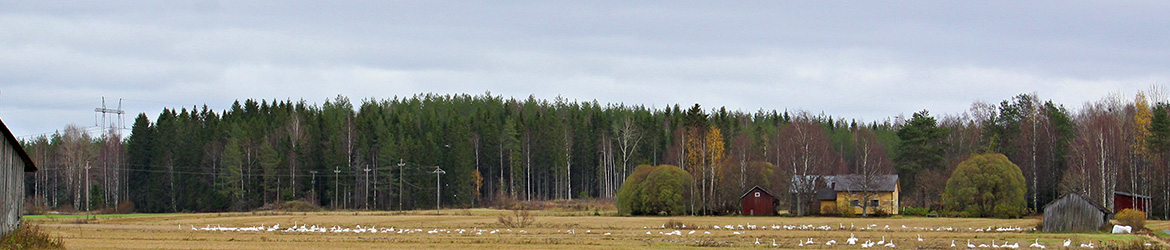 laulujoutsen; Kaarina Heiskanen