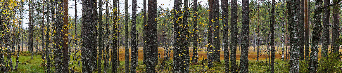 maisema; Tero Pelkonen