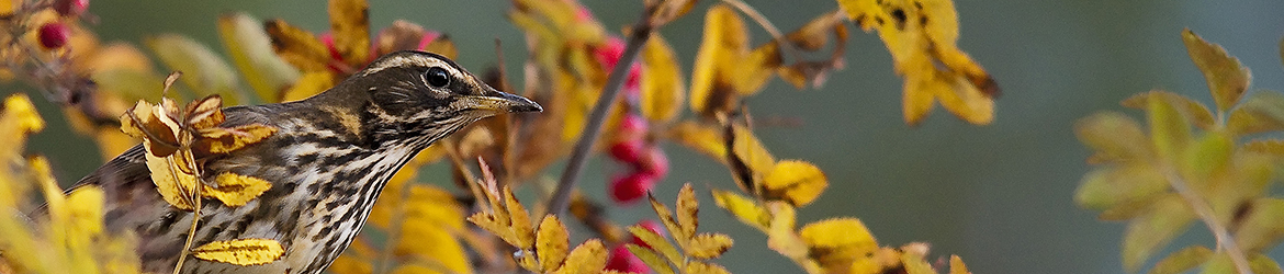 punakylkirastas; Tero Pelkonen