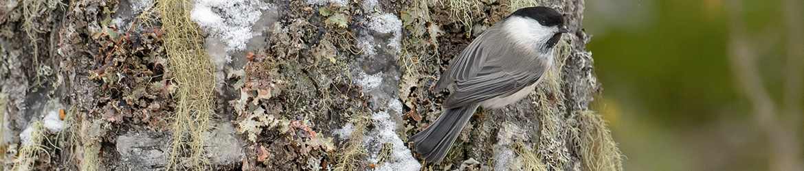 hömötiainen; Ilkka Markkanen