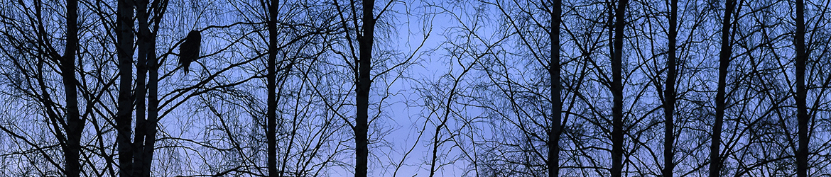 lapinpöllö; Tero Pelkonen