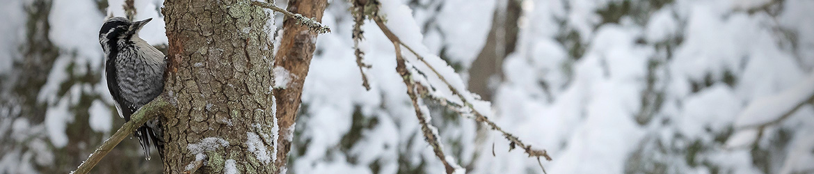 pohjantikka; Tero Pelkonen