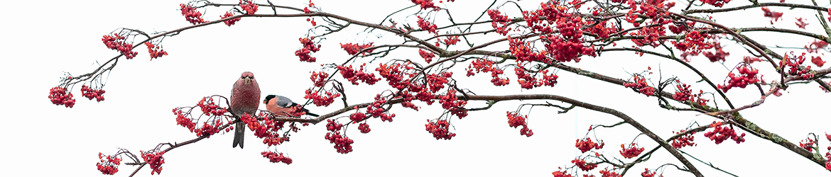 taviokuurna, punatulkku; Tero Pelkonen