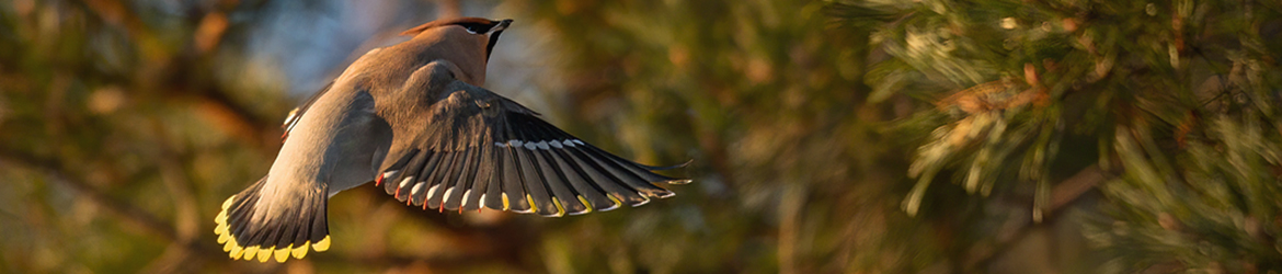 tilhi; Matti Hakkarainen