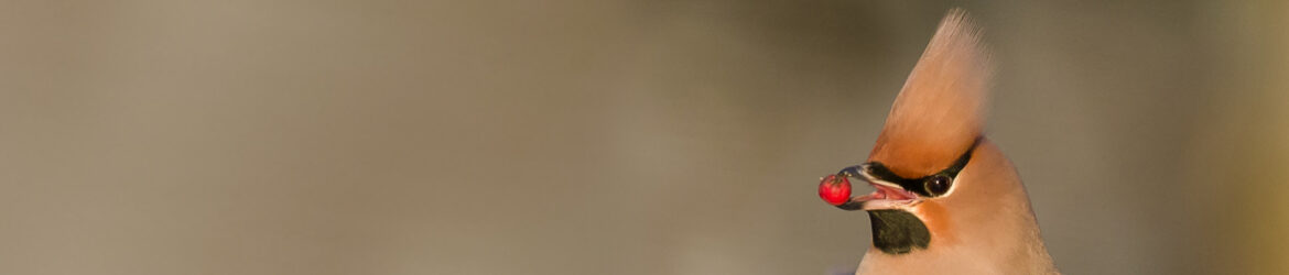 Lintuyhdistys Kuikka ry