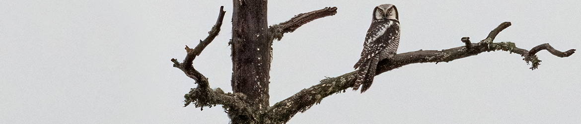 Hiiripöllö; Jukka Portimojärvi