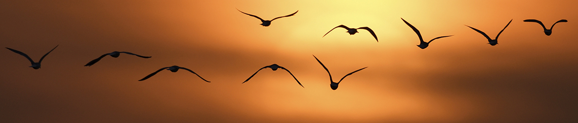 kalalokki; Matti Hakkarainen kalalokki; Matti Hakkarainen