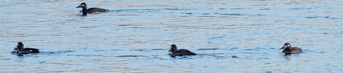 pilkkasiipi; Jukka Portimojärvi