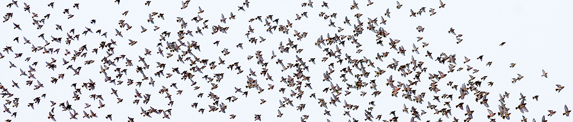 tilhi; Tero Pelkonen