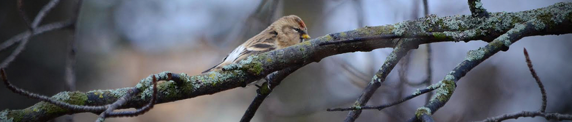 urpiainen; Niklas Åberg