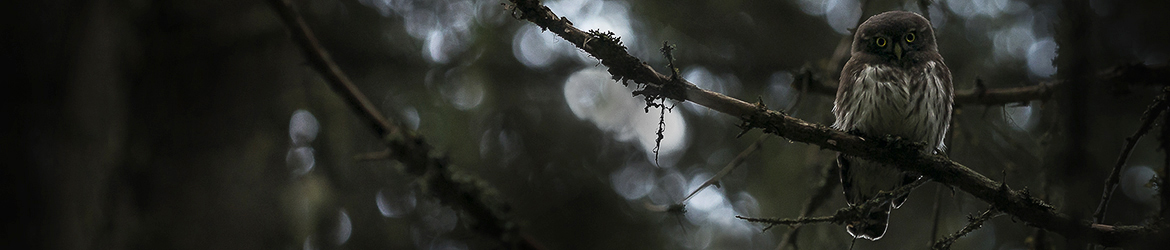 varpuspöllö; Tero Pelkonen