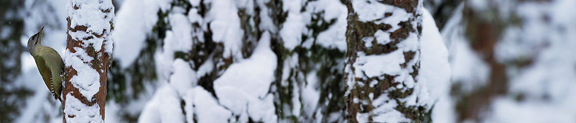 harmaapäätikka; Ilkka Markkanen