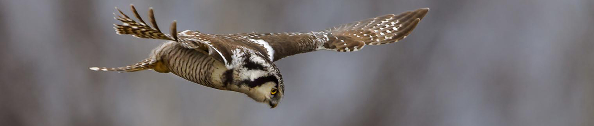 hiiripöllö; Ilkka Markkanen