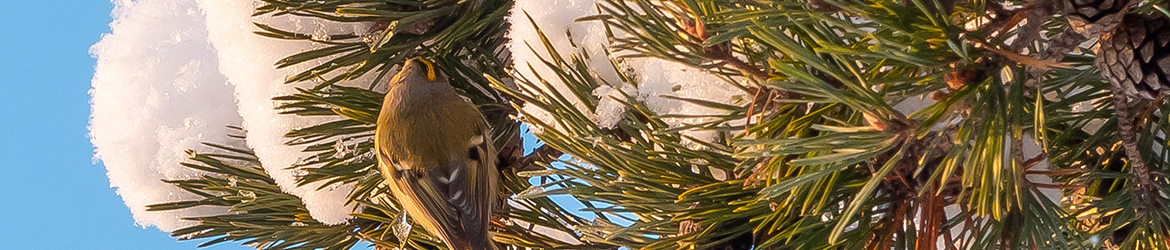 hippiäinen; Aarne Hagman