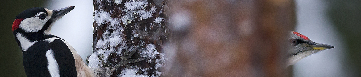 käpytikka ja harmaapäätikka; Tero Pelkonen