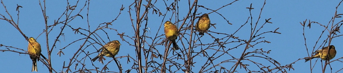 keltasirkku; Kaarina Heiskanen