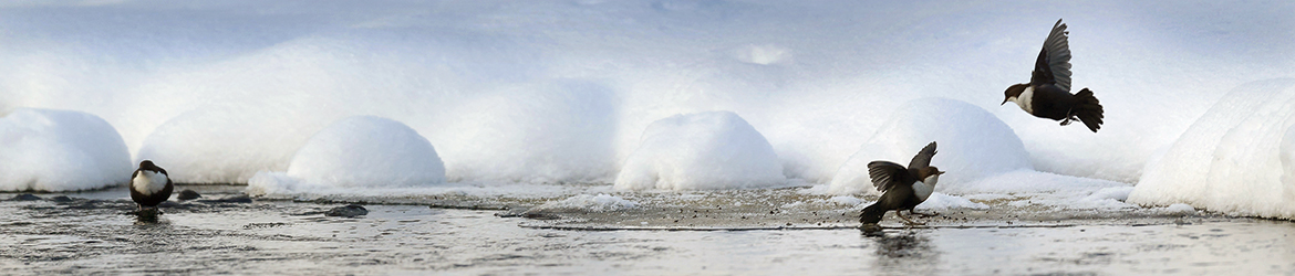 koskikara; Tero Pelkonen