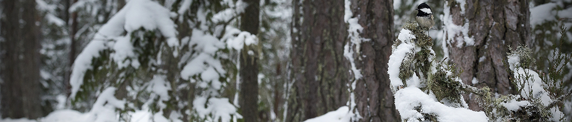 kuusitiainen; Tero Pelkonen