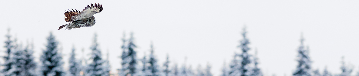 lapinpöllö; Tero Pelkonen