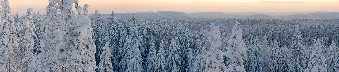 maisema; Tero Pelkonen