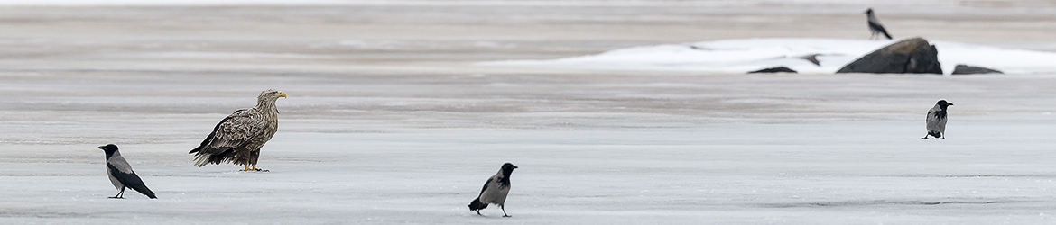 merikotka ja varis; Tero Pelkonen