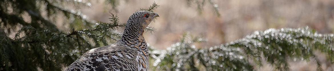 metso; Ilkka Markkanen