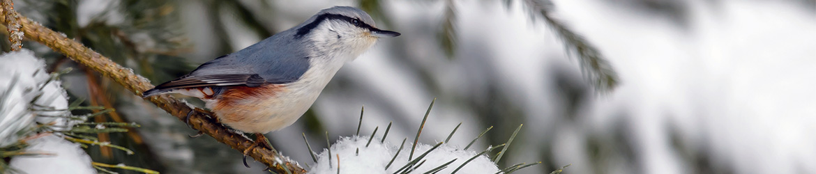 pähkinänakkeli; Ilkka Markkanen