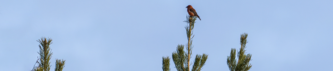 pikkukäpylintu Jukka Portimojärvi