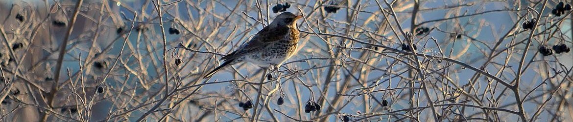 räkättirastas; Niklas Åberg