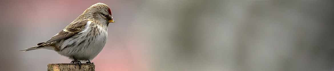 urpiainen; Ilkka Markkanen