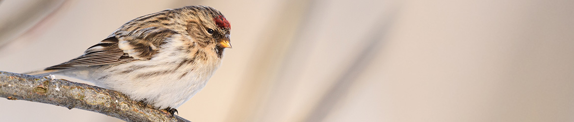 urpiainen; Matti Hakkarainen