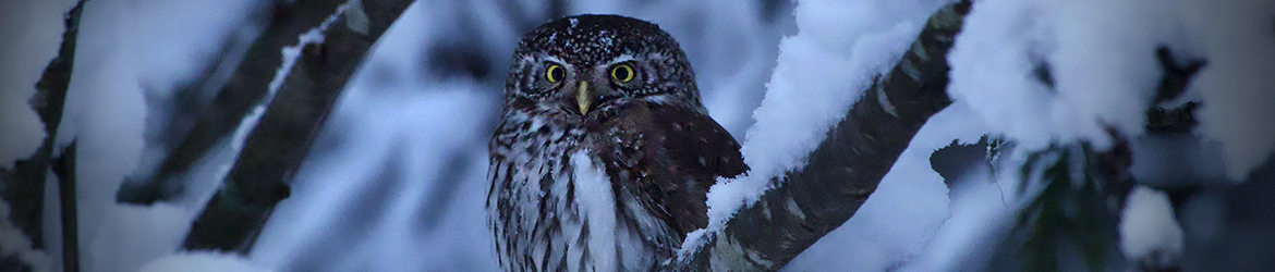 varpuspöllö; Pirjo Manninen