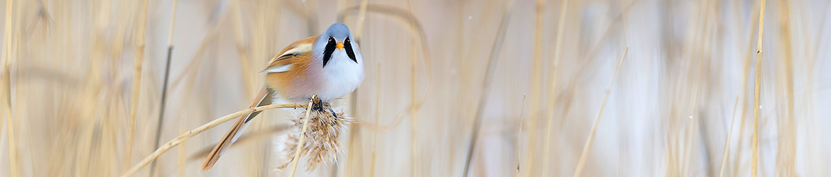 viiksitimali; Tero Pelkonen