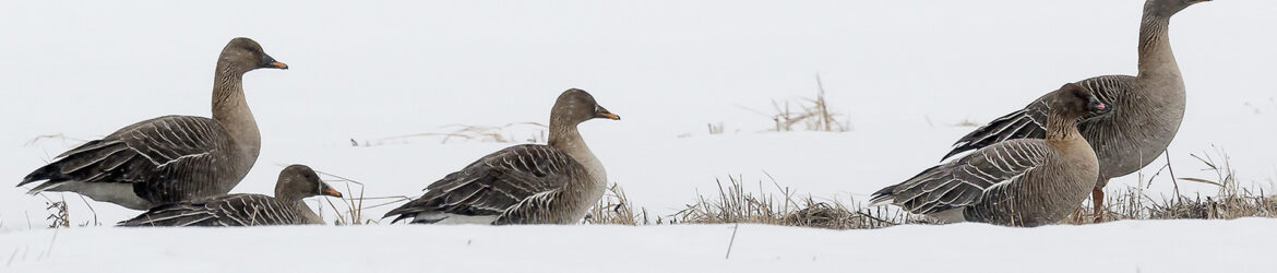 Lyhytnokkahanhi ja taigametsähanhia; 11.4.2017 Maaninka; Kuva: Tero Pelkonen