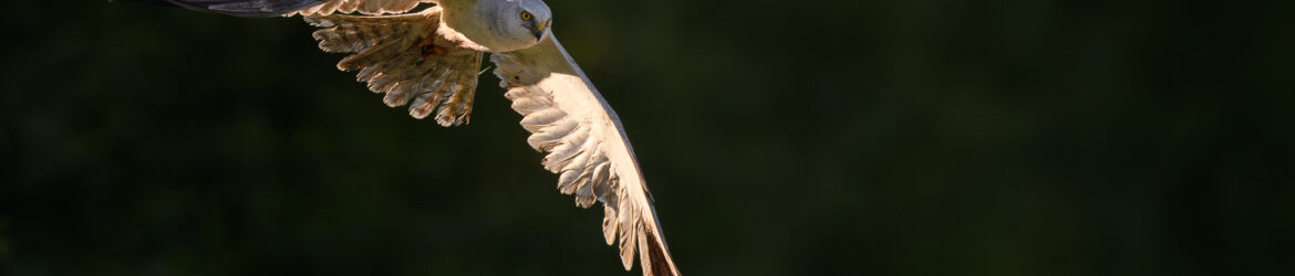 _MOH2680-Enhanced-NR