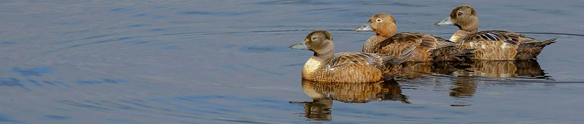 allihaahka; Ilkka Markkanen