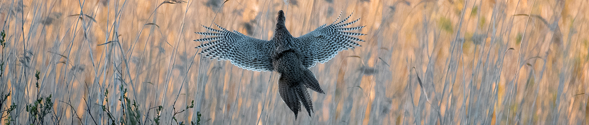fasaani; Mika Räisänen