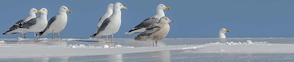 harmaalokki; Ilkka Markkanen