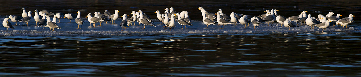 harmaalokki; Tero Pelkonen